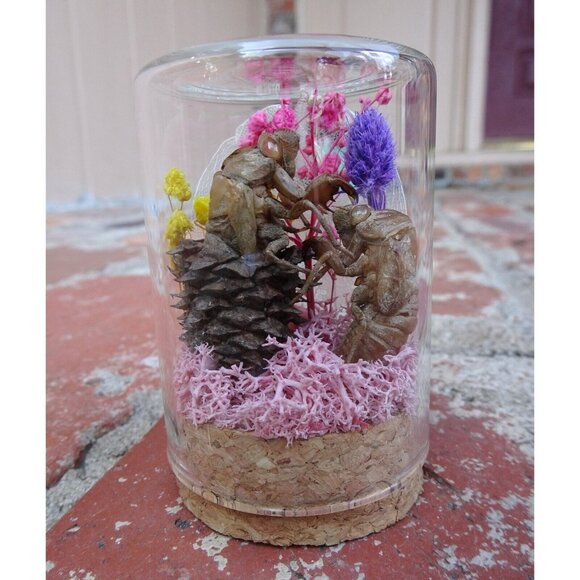 Cicada Skin in Pinecone Nature Art Oddity Jar flower goth curiosity taxidermy - Picture 1 of 10
